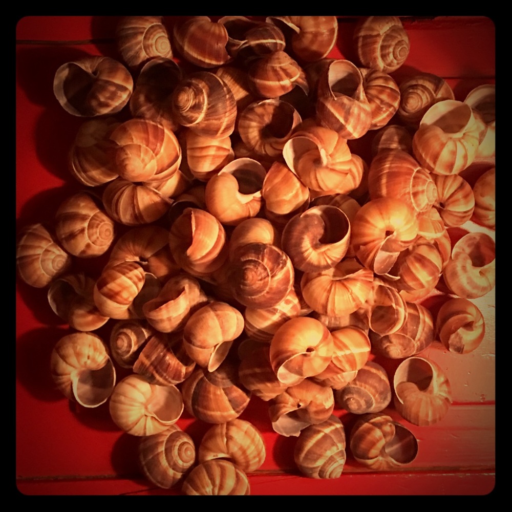 Shells Vintage Shells - image 1